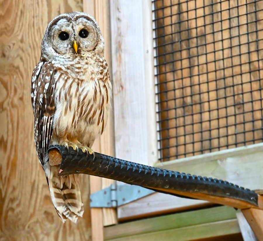 Owl survives after spending night with head stuck in car's front