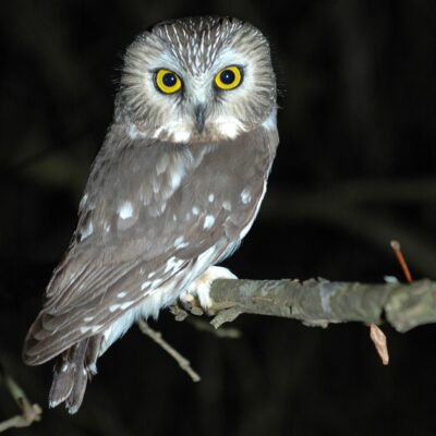 A Saw-Whet Owl, by Night