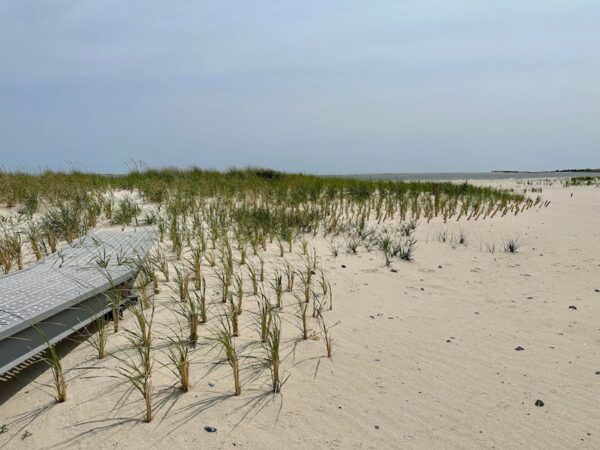 Cape Cod’s Beach Grass Is Farm Grown - The Provincetown Independent