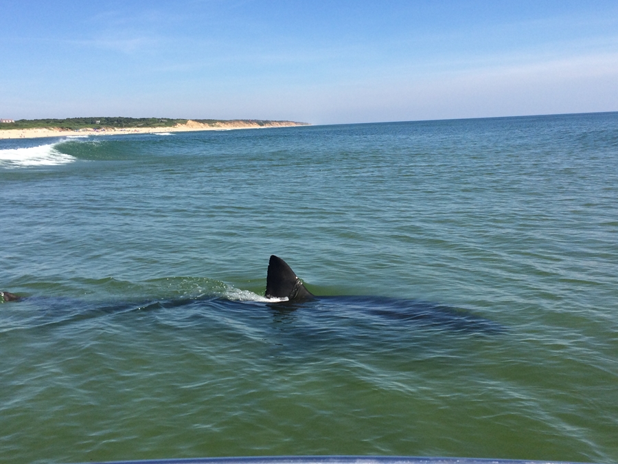 So Far, Experiments With Shark Barriers Don't Sway Local Experts