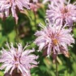 Five Perennials for Your Outer Cape Cod Pollinator Garden