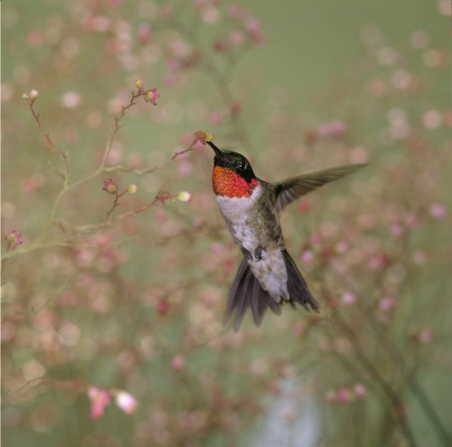 hummingbirds Archives - The Provincetown Independent