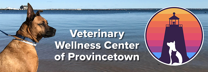 Sadie Hutchings knows from dogs, cats, and animals, all. She's at Veterinary Wellness of Provincetown.