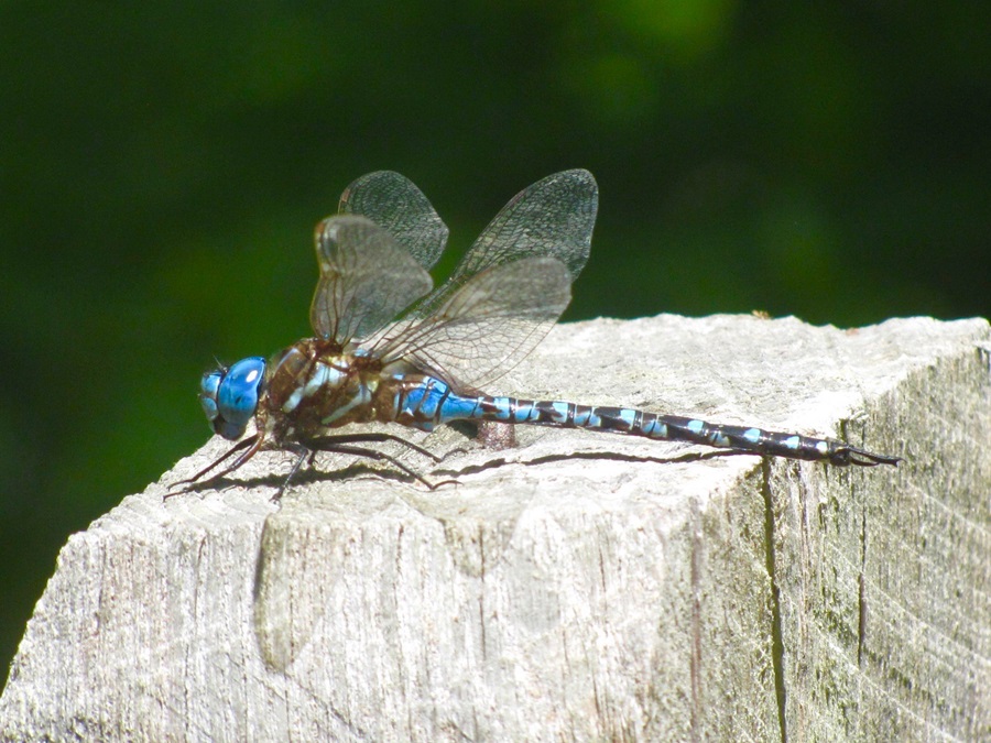 Life Among the Dragonflies and Damselflies - The Provincetown Independent