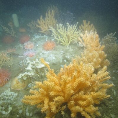 Cape Cod’s Coral Gardens (Yes, We Have Corals Here) Are in Trouble