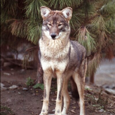 After-Dinner Research on the Outer Cape’s 81 Coywolves