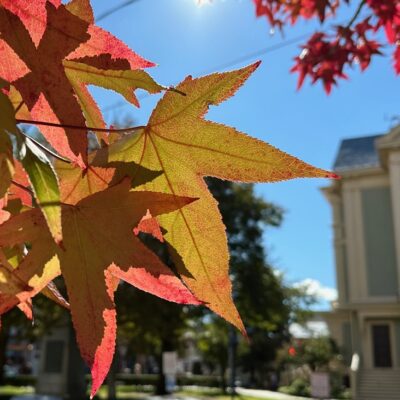 A Tree for In-Town Leaf-Peepers