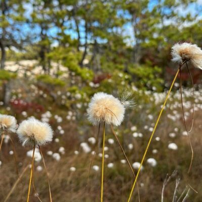 A Constellation of Cottonsedge