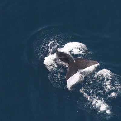 Right Whales Appear to Take a Detour