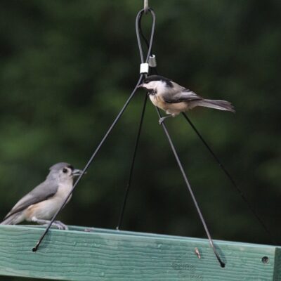 Breakfast With the Birds