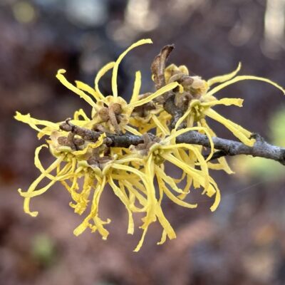 Studying the Witch Hazel’s Survival Manual