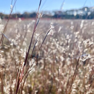 Immersed in a Sea of Little Bluestem