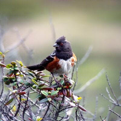 This Week’s Bird Sightings