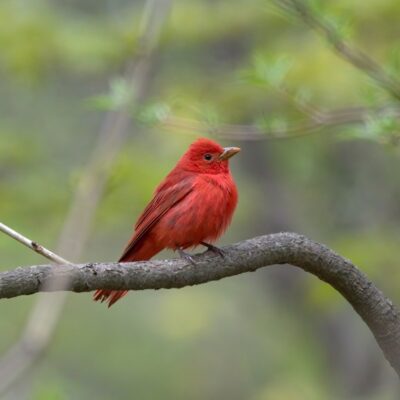 This Week’s Bird Sightings