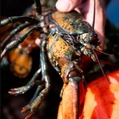 Long Island Sound Lost Its Lobster Fishery. Is Cape Cod Bay Next?