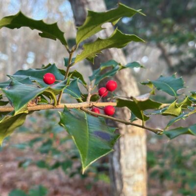 It’s a Holly, Y’all