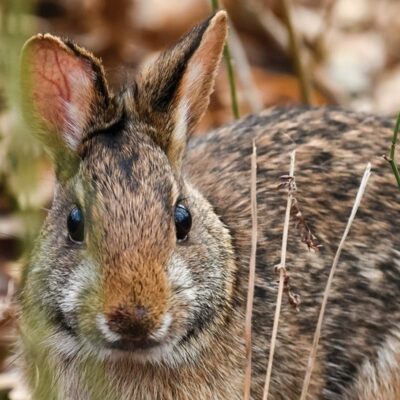 A Rabbit Species That Once Was Lost Is Now Found