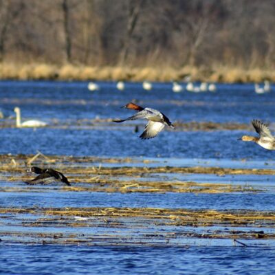 This Week’s Bird Sightings