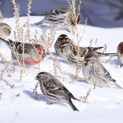 How Birds Stay Warm