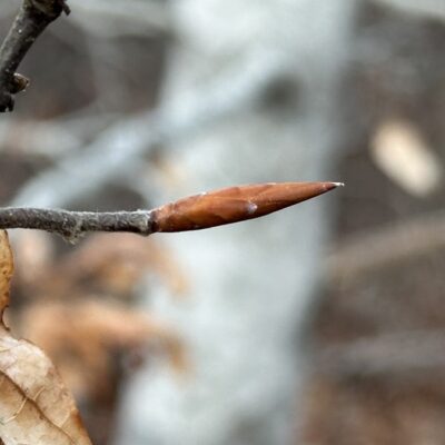 The Grandeur of the Beech, for Now