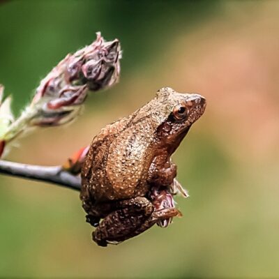 The Return of the Peepers, Wood Frogs, and Salamanders