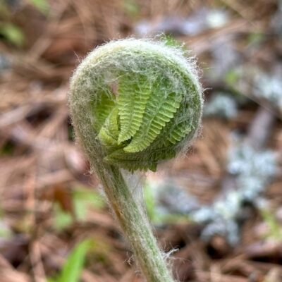 70 Million Years Young