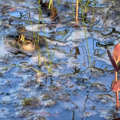 Frogs and Worts
