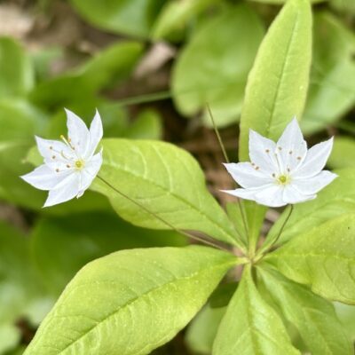 Starflower Power