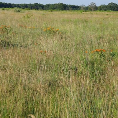 A Novel Assemblage of Species, at Home on Cape Cod’s Sandplains