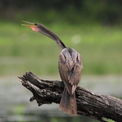 This Week’s Bird Sightings