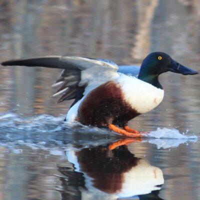 This Week’s Bird Sightings