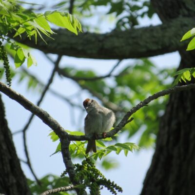 Allowing a Chipping Sparrow to Stop Time