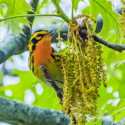 Watching the Songbirds