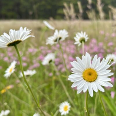 A-Dime-a-Dozen Daisy
