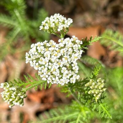 A Yarrow for Gray Gardens