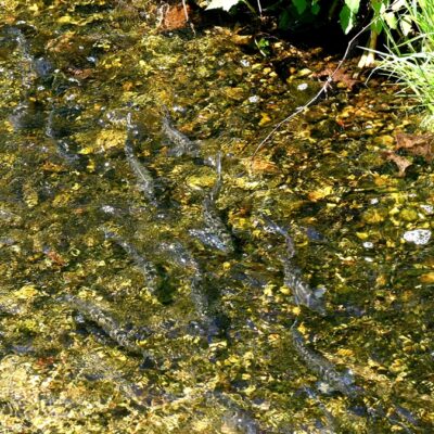 Volunteers Track Alewives’ Return and Worry for the Fish’s Future