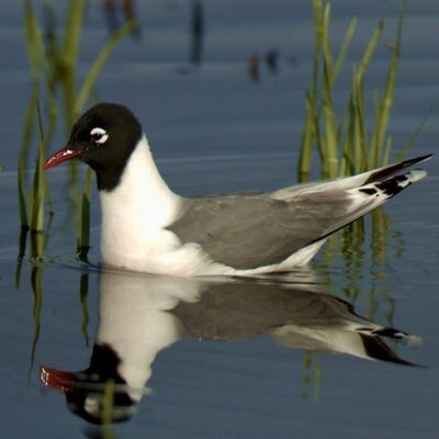 This Week’s Bird Sightings