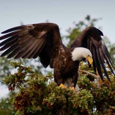 This Week’s Bird Sightings