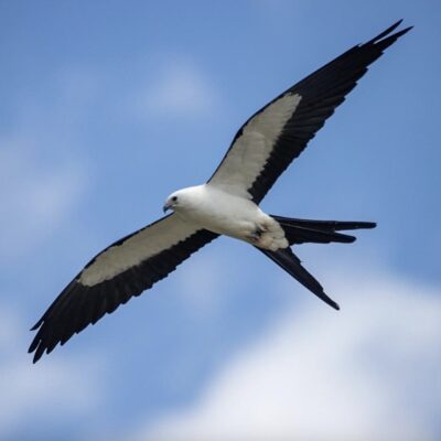 This Week’s Bird Sightings