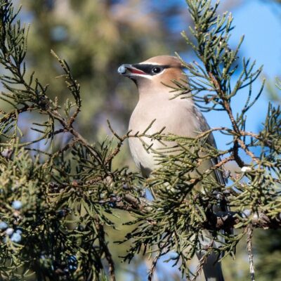 Following the Whisper of the Waxwing
