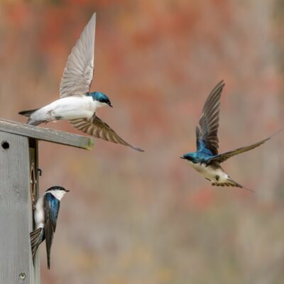 The Happiness of the Other Blue Bird