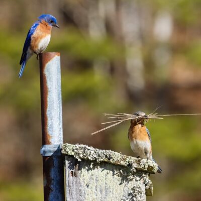 The Big Appeal of Our Smallest Thrush