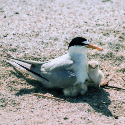 Birds’ Lives