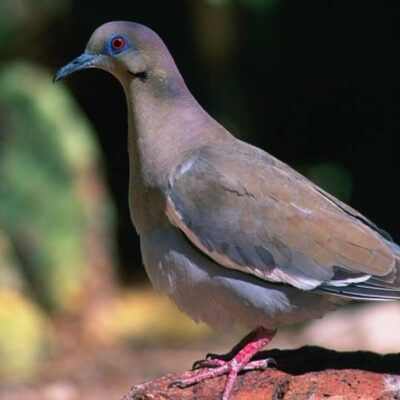 This Week’s Bird Sightings