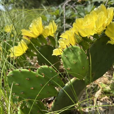 Ovals of Opuntia