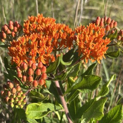 Love Is Like a Butterfly Weed