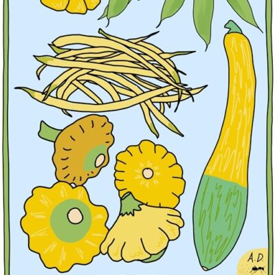 Squashes Beloved and Baffling