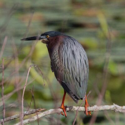 This Week’s Bird Sightings