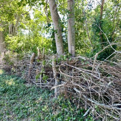 A Dead Hedge Brings Life to an Orleans Garden