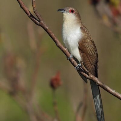 This Week’s Bird Sightings